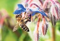 FondsGoetheanum: Die Bienen und wir